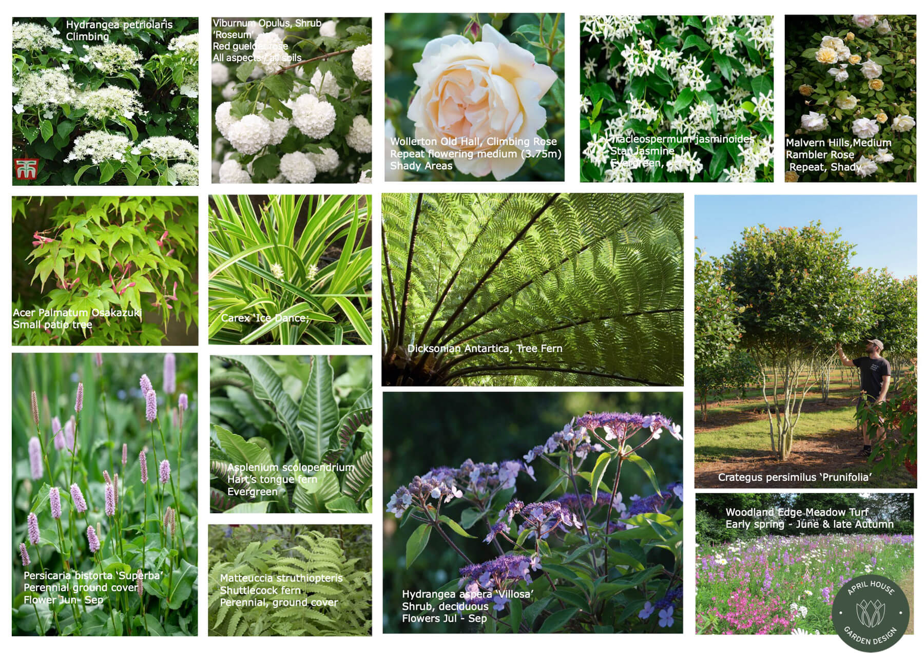 An example of a moodboard to support the garden design concept stage
